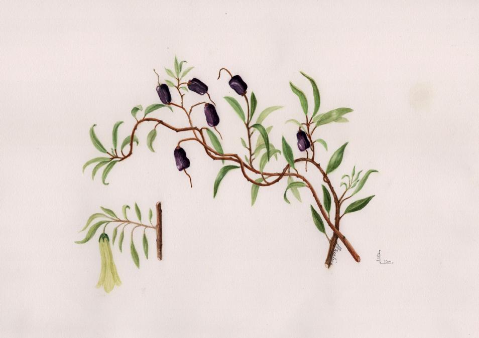 gal/botanical_watercolours/Appleberry.jpg