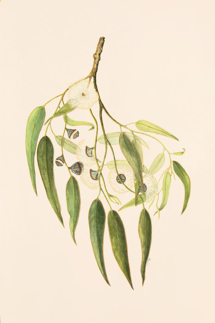 gal/botanical_watercolours/Bluegum.jpg