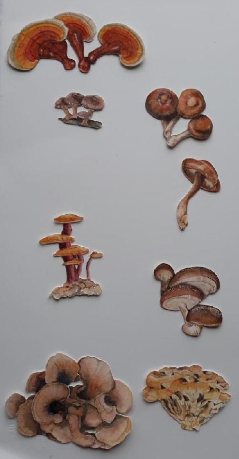 gal/botanical_watercolours/Mushrooms.jpg