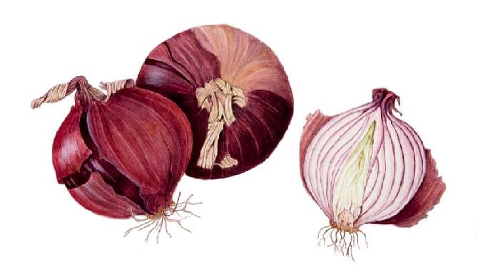 gal/botanical_watercolours/Purple_onions.jpg