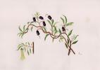 gal/botanical_watercolours/_thb_Appleberry.jpg