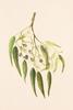 gal/botanical_watercolours/_thb_Bluegum.jpg