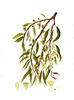 gal/botanical_watercolours/_thb_E.pulchella2_small.jpg