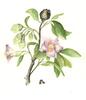 gal/botanical_watercolours/_thb_Hibiscus2_small.jpg