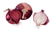 gal/botanical_watercolours/_thb_Purple_onions.jpg