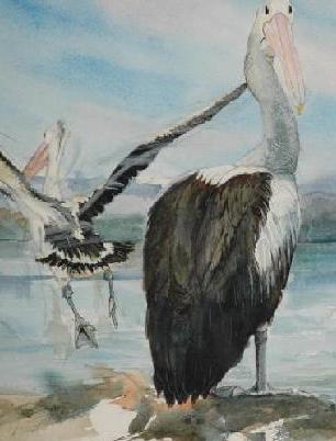 gal/watercolours/pelican6.jpg